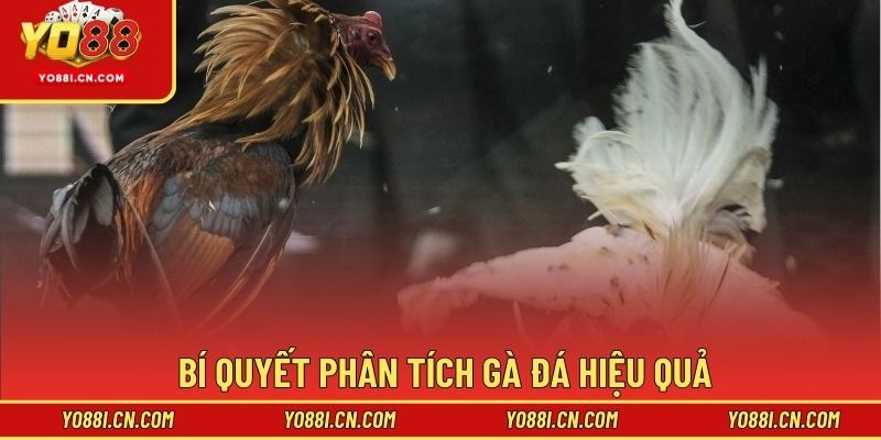 Bí quyết phân tích gà đá hiệu quả