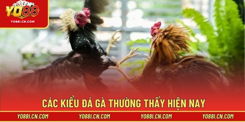 Các kiểu đá gà thường thấy hiện nay