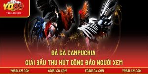 Đá Gà Campuchia – Giải Đấu Thu Hút Đông Đảo Người Xem