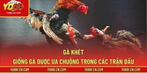 Gà Khét – Giống Gà Được Ưa Chuộng Trong Các Trận Đấu