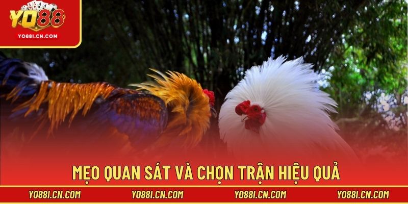 Mẹo quan sát và chọn trận hiệu quả