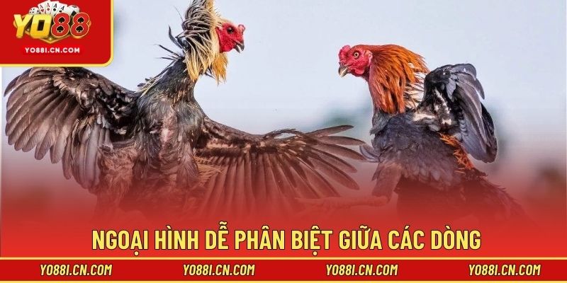 Ngoại hình dễ phân biệt giữa các dòng