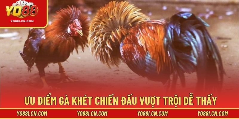 Ưu điểm gà Khét chiến đấu vượt trội dễ thấy